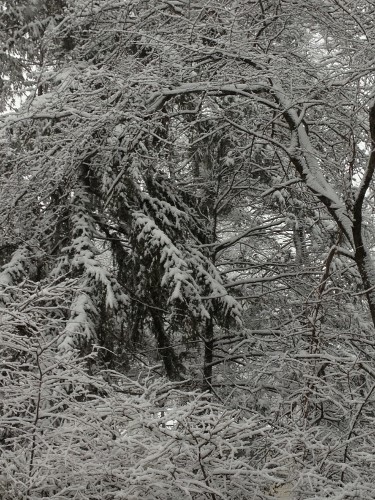Snow on Trees (500x375).jpg